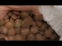 sacha inchi seed oil